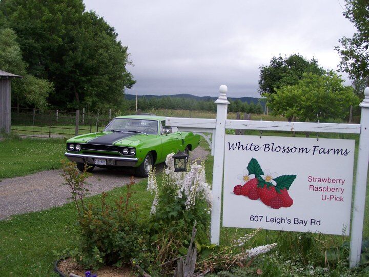 White Blossom Farms